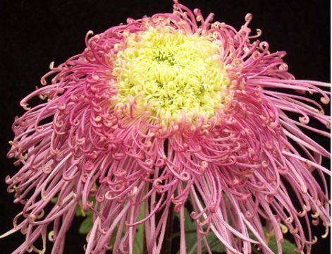 色彩:家里养花,不如养几款花草,粉嫩可爱,色彩和谐,好看还好养
