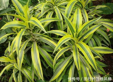 「就算」3种耐阴花真好养，就算光线不错，照样生机勃勃