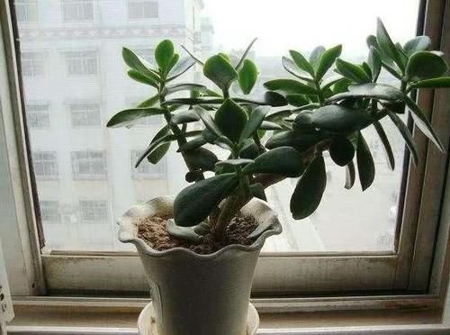  【方法】3种“吃食”变质？不能食用就养花用，按照方法处理是天然肥料