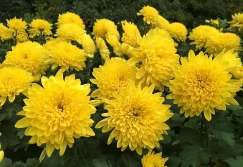  「黄香梨」喜欢菊花，就养盆“菊中珍品”黄香梨，花开金光灿灿，繁花似锦