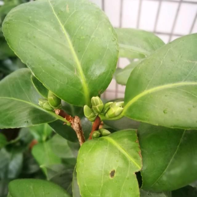 花芽分化|茶花盆栽留花苞技巧,舍得疏花苞,茶花开花比碗大