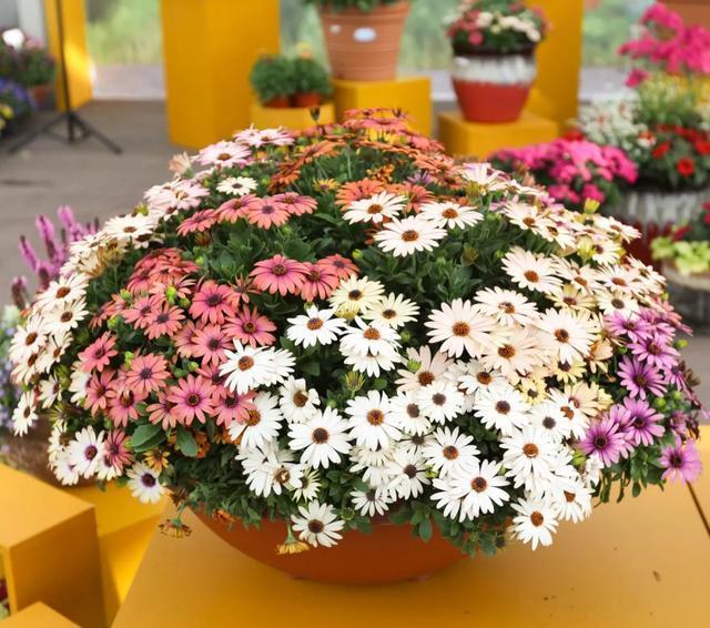 南非■阳台养盆健康花,就选南非万寿菊,一盆花的颜值,撑起一个花园