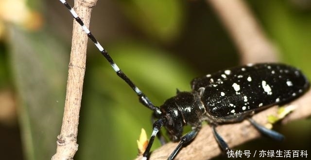 如果树木上有这种痕迹，那么你要小心了，可能是天牛在这产卵了