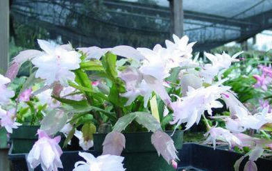  #蟹爪兰#此花号称“开花机器”，好养又漂亮，能观花能赏叶，让你的阳台成花海！
