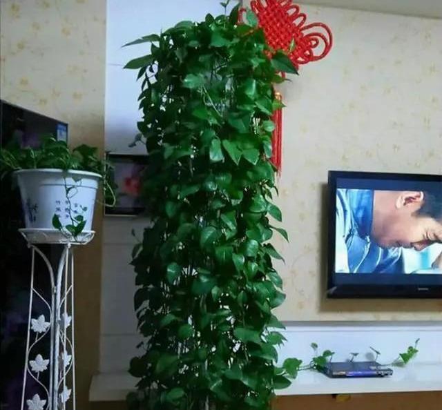 #花友#绿萝虽然很平常,打扮一下也能很惊艳!做一做造型,好看不少哦!