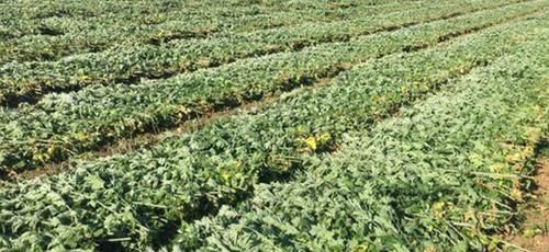  #村民#在农村，种植艾草能赚大钱，这是真的吗？