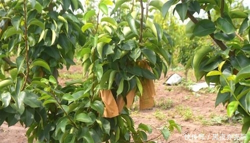  [种植大户]农民投200万种植果树，4年才开始见效益，亲戚朋友全