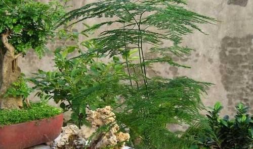  【大树】文竹晒点散射光，喝点“大补药”，摆脱弱不禁风，长成大树爬满墙