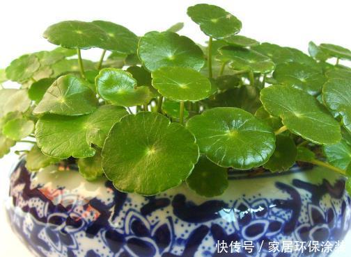 「巴掌」盆栽铜钱草不爆盆?学会4种养护方式,能长出巴掌大的叶片!