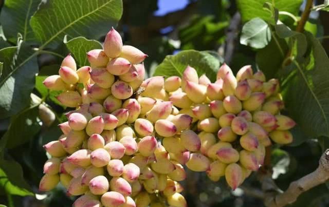  『市场上』种植6年才结果，头两年亩产低至个位数，却仍然有人抢着买苗