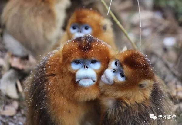 太冷啦！汉中这些小可爱在雪中抱团取暖，萌萌哒~