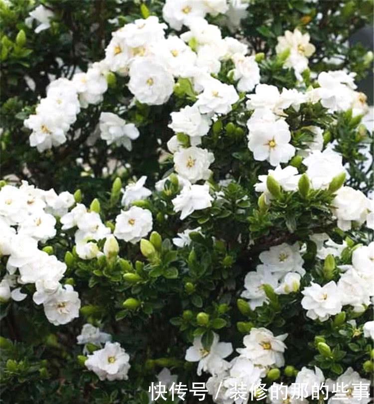 『栀子花』把它晒干了养栀子花,栀子喜欢长得好,开花香又俏