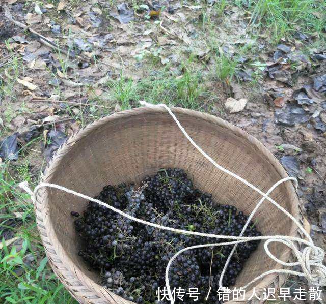 农村大哥种的7亩鲜果烂在地里没人要，背后的真相让人无奈