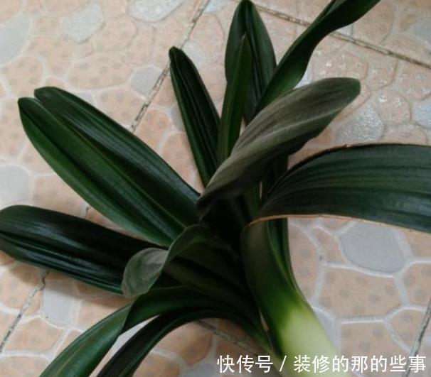 轻松|君子兰烂根怎么办?学会这种“操作”方法,轻松救活花开爆盆