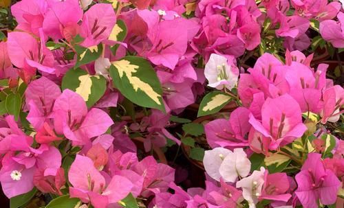  #经验#买回来盛花期的三角梅盆栽可以换盆上盆吗？来看花友们分享的经验