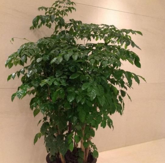 幸福树■幸福树生长慢?对它“剪一剪”新芽“蹭蹭”往外冒,叶子茂密青翠