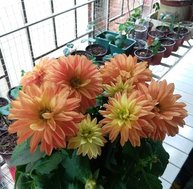 『养花』养花就养这几款,常年开花不断,四季繁花似锦,花期一到开不停歇