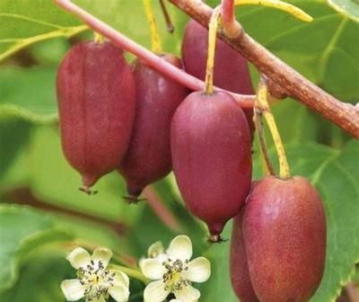  又一新|永别了红薯“，我国又一新型农作物走红，沾土就活，年收