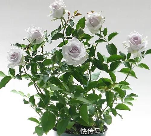  「品种」梦幻悠长，无法抗拒，月季的那抹蓝紫色美得清凉又高级！
