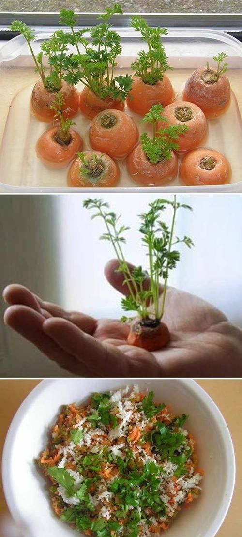  [散射光]厨房里的盆栽绿植园，绿色的生活有更加精彩
