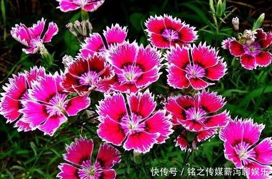  漂亮@4款花“随便养”，一年开花200天，漂亮优雅，养在阳台轻松爆满盆