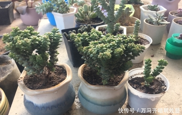 『砍头』小米星最好养,多“砍头”,频“淋水”,侧芽1生3,迅速爆盆