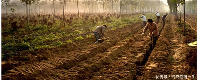  「铁棍山药」人称“神仙之食”，农民大量种植，如今北方卖不掉