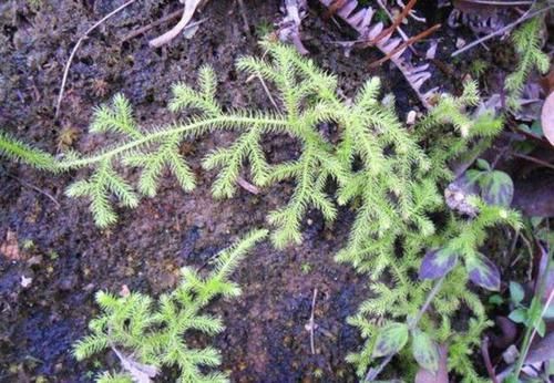  『蜈蚣』湿润的林子里，生长着1种“铺地蜈蚣”，植株珍贵，拔掉1棵少1棵