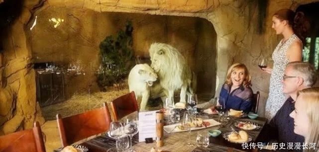 世界上“最大胆”的酒店:可以和动物结伴睡觉,还能近距离观看!