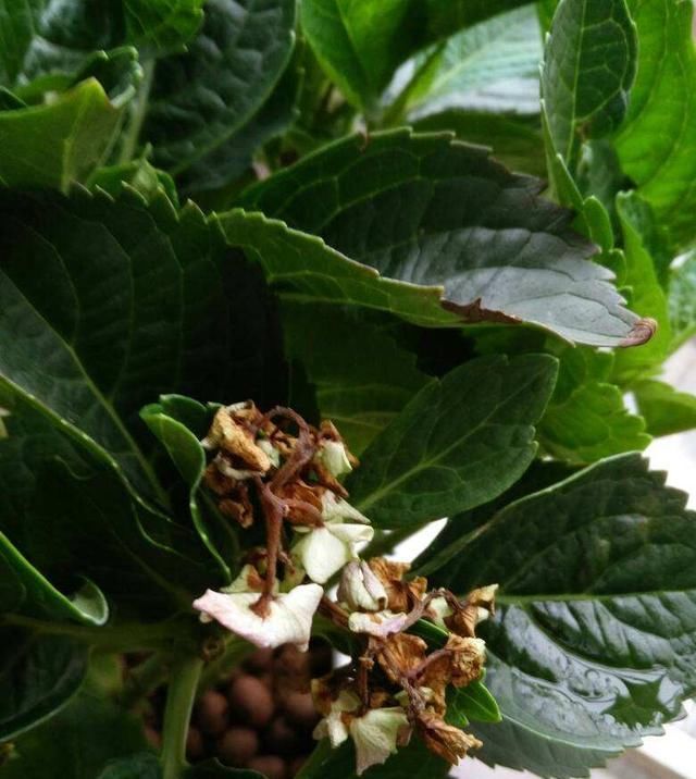  「导致绣球花」绣球长花苞正当时，花苞发黑怎么办？4个原因，教你破解