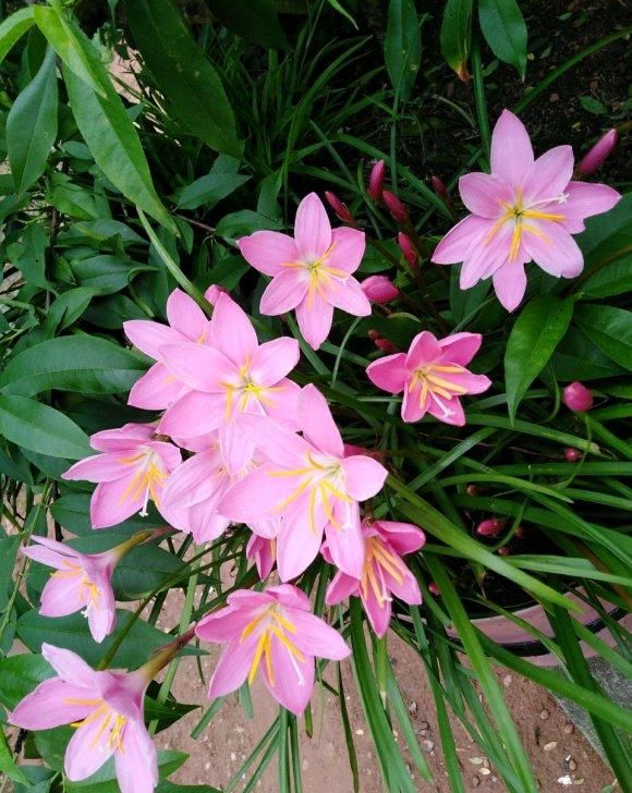  [花友]风雨兰开花少？丢在外面“多淋雨”，花箭窜满天，1球开出6朵花