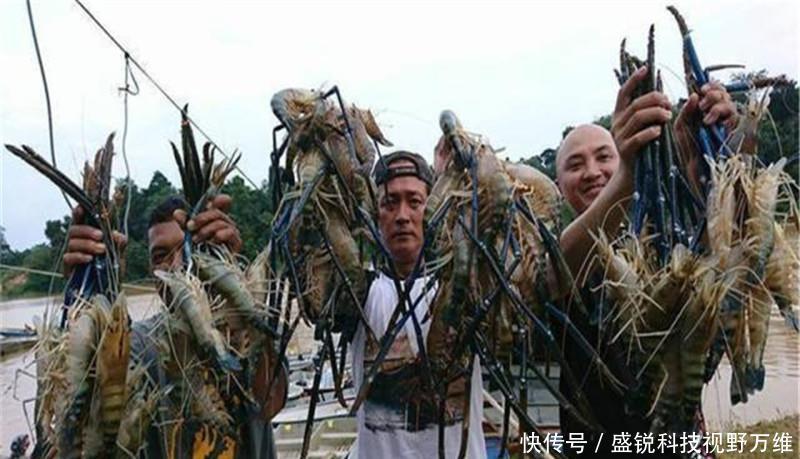  [泛滥]“虾王”东南亚称霸，来到中国却成“软脚虾”，中国吃货求泛滥