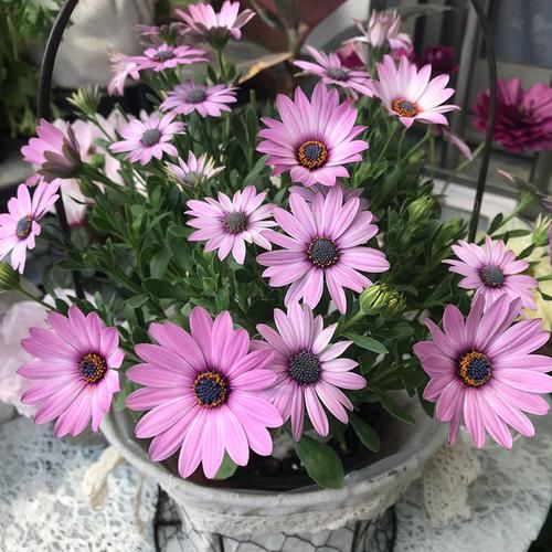  玫瑰：喜欢玫瑰花，首选“精品玫瑰”红和平，红艳欲滴，花色靓丽！