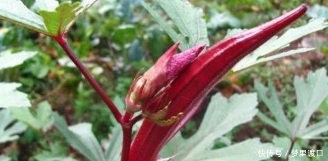 农村种植一种不常见的蔬菜，每亩产4000斤，一斤能卖到20块