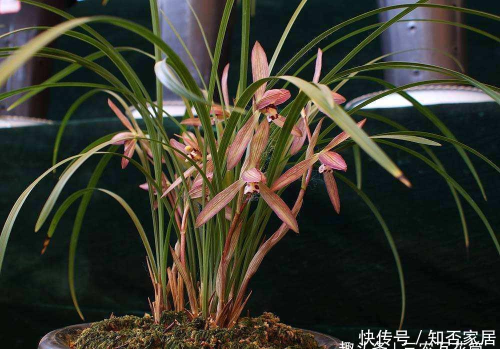 种植■花卉种植技术:家庭如何种植兰花,阳台兰花养殖技术!