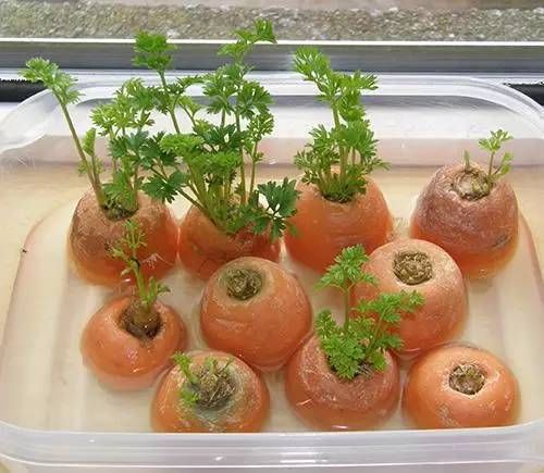  『蔬菜』买一次菜，就能得到无限生长的盆栽蔬菜