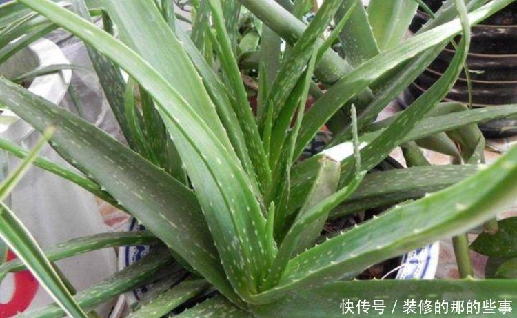  【艳丽】此款花卉，好养易爆盆，四季繁花似锦，姿色艳丽