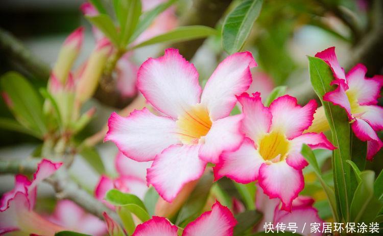  [随便]5种花随便养一盆，日子越来越红火，事业高升还旺财，有钱人都养