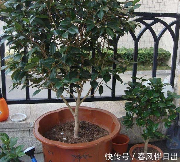 「不停」把茶花养壮,“4步”必不可少,不停长叶长花苞