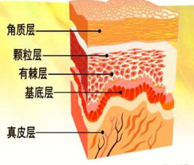  『黑色素』皮肤结构之表皮层