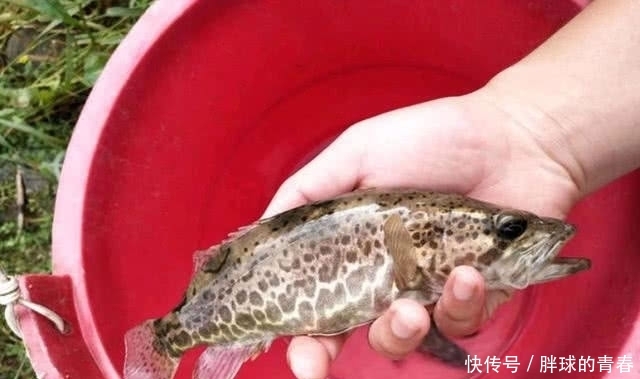  【地方】它是淡水鱼中的上等佳肴，也是钓鱼人喜欢的凶猛鱼