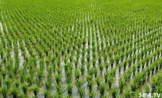 对不起，我要回去当农民了！重磅信号，中国即将实行三权分置！