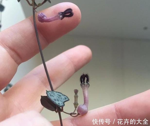  「小瀑布」阳台空荡不知道养啥？学会垂盆5种多肉，个个长成''小瀑布''