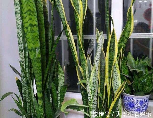  「豆瓣绿」这些盆栽，别花钱买，剪个叶子，沾土就生根，一年爆出十几盆
