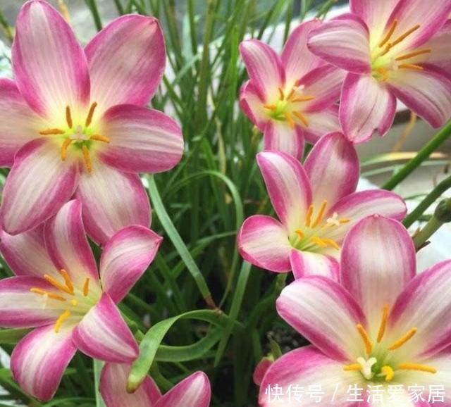  「美美」夏天天热，家里养上几种花，越晒越开花，清爽美美一整夏！