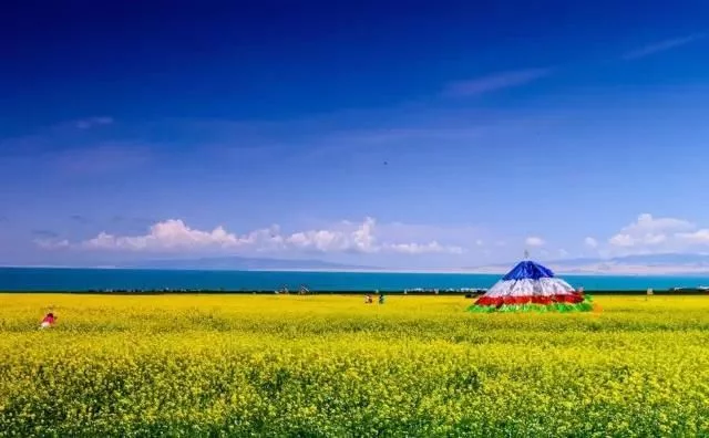 中国最美的油菜花海,油菜花逐渐“染黄”了神州大地