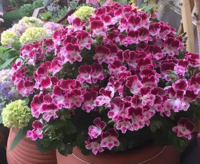  『开花』最受欢迎的“4种花”，好养又漂亮，开成花球，花期长达300天！