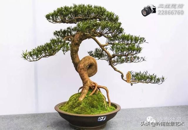 把温江盆景卖到欧洲去