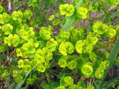  「药用价值」农村随处可见的野草，以前被老农们当杂草，却不知