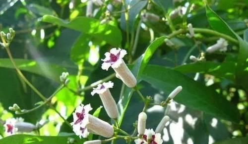  「好玩」植物戴上动物的名字以后惊艳了世界，8种带“鸡”的植物太好玩